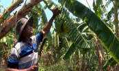 Son La fruit reaches out to the sea: Planting bananas in crocodile fangs to limit erosion